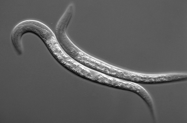 c_elegans