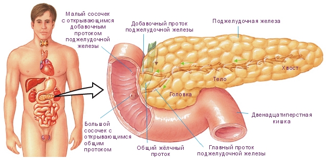 pancreas