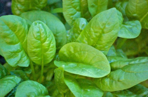 Spinach-Sciondriver-e1421870721589
