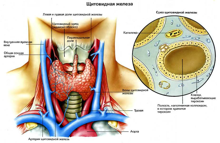 shitovidka