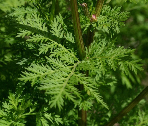 amazing-herb-kills-98-of-cancer-cells-in-just-16-hours-600x510