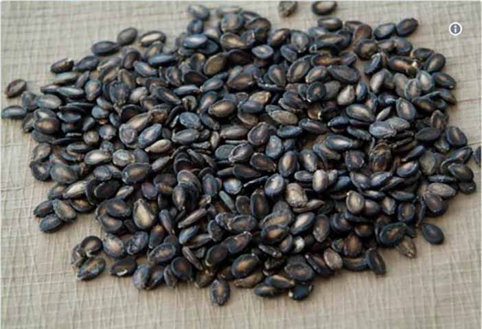 Что бы вы ни делали, не выбрасывайте семена арбуза. Если вы прокипятите их в воде, у них появляются удивительные свойства!