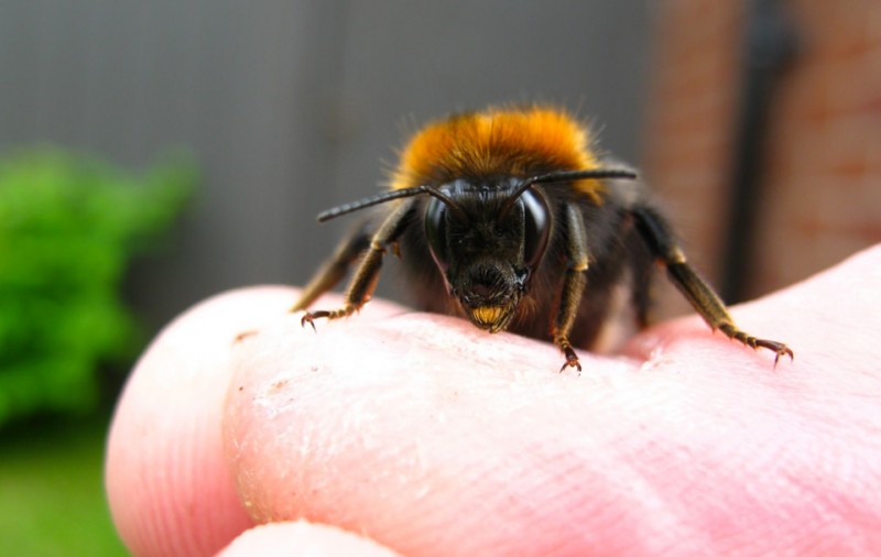 Сода может быть отличным чистящим средством, но знаете ли вы, что она также может сделать это?