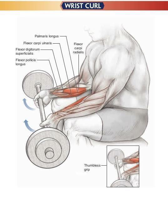 Упражнения на развитие внешних мышц - разгибателей предплечья