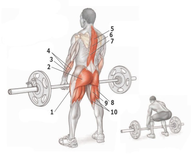 Основные упражнения для тренировки спины