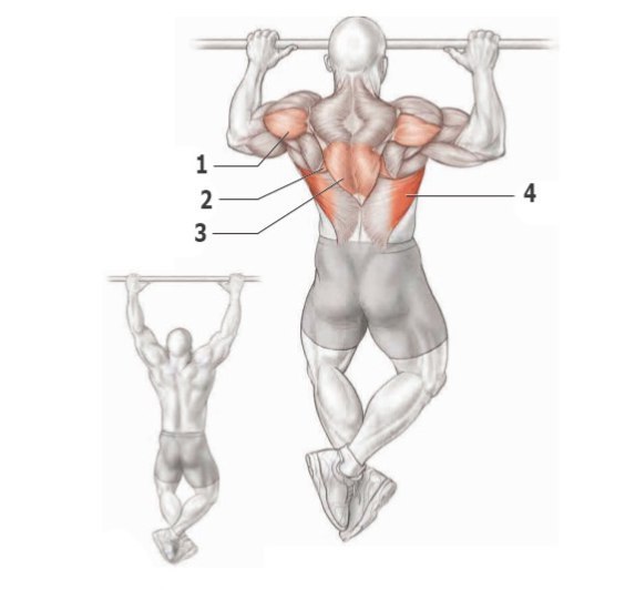 Основные упражнения для тренировки спины