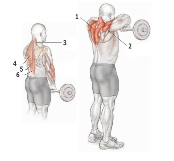Основные упражнения для тренировки спины