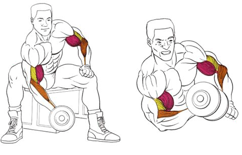 5 простых советов для идеального бицепса