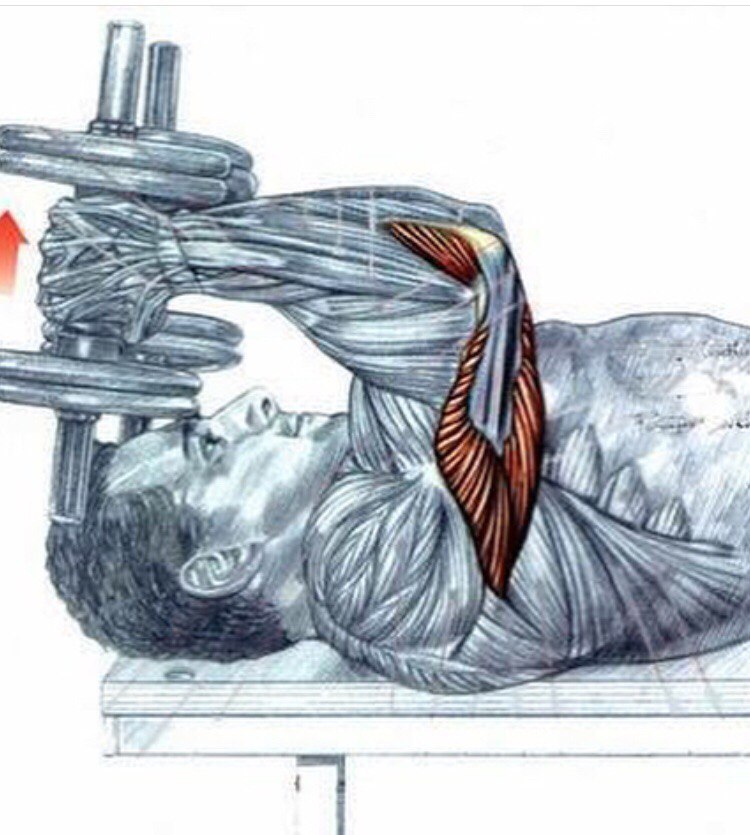 Самые лучшие упражнения на трицепс