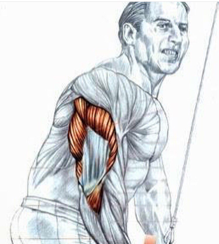 Самые лучшие упражнения на трицепс