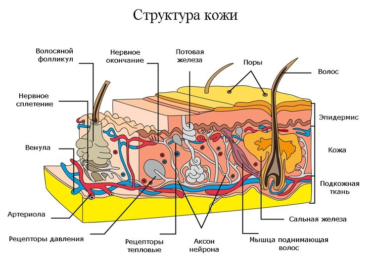 Упражнения Беннета: Никогда не поздно стать моложе!